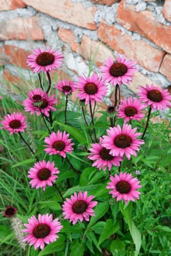 Echinacea purpurea 'Fatal Attraction' 11x11 cm Topf – Winterhart, Mehrjährig, Pflegeleicht – Purpur-Sonnenhut – Staude für Beet & Garten