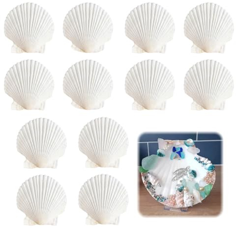 WJWINER Lot de 12 Coquilles Saint Jacques, Coquillage Décoration, Blanc Décorations de Coquille, Coquilles Saint-Jacques Naturelles, pour Mariage de Plage et Océan Crafts la Décoratio(10-12cm)