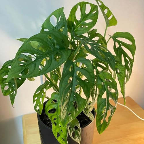 semillas de monstera decoración jardín exteriores balcón 125pcs