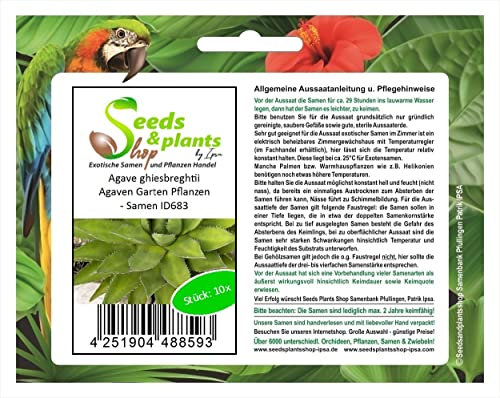 Stk - 10x Agave ghiesbreghtii Agaven Garten Pflanzen - Samen ID683 - Seeds & Plants Shop by Ipsa