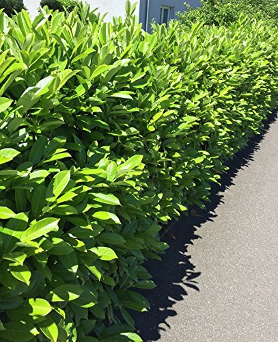 10 Stück Kirschlorbeer Pflanze (Prunus laurocerasus) – Immergrüne Heckenpflanzen winterhart – Dichte Hecke als Sichtschutz – Schnellwachsend – 20-40 cm – Müller Münchehof
