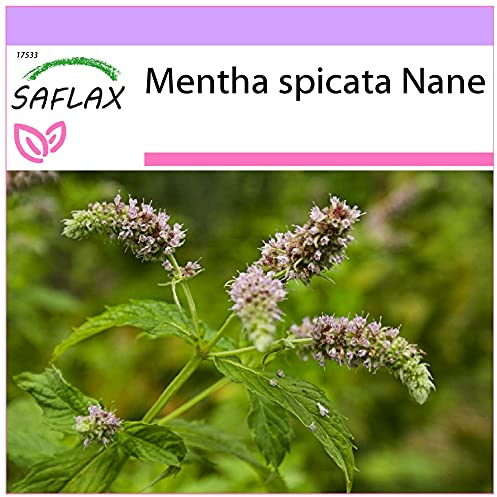 SAFLAX - Kräuter - Mexikanische Nana Minze - 500 Samen - Mentha spicata