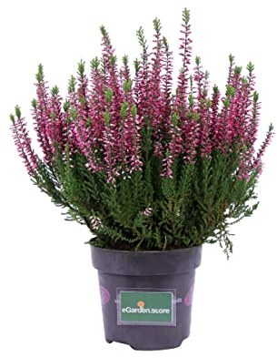 Calluna Vulgaris Planta Otoñal Natural Ideal Para el Exterior o el Interior del Hogar