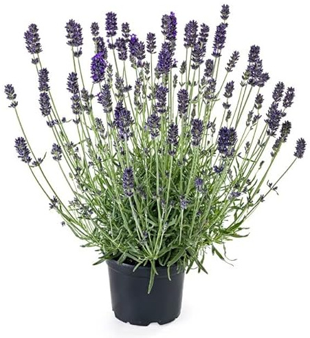 Lavanda Natural Planta Aromática de Exterior