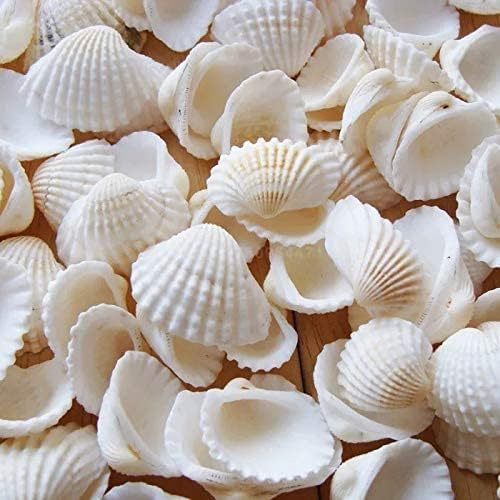 KHDULQ Skal 150 snäckskal, dekoration, spiralskal, naturligt hantverk, miniatyrpilgrimsmussla för smyckestillverkning armband, tillbehör