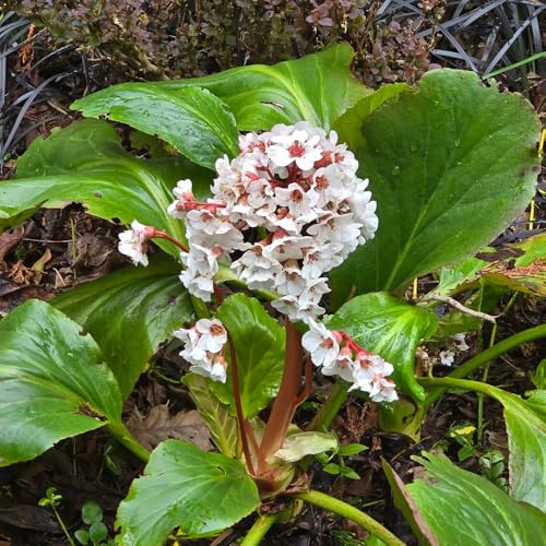 semi di Bergenia, selvatici Bergenie da ufficio per decorazione ufficio resistenti da balcone 350pcs