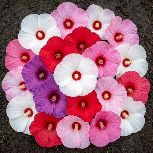 Riesenhibiskus – Hibiscus moscheutos – 20 Samen | Großblütig, farbintensiv, dekorativ | Mehrjährig, bedingt winterhart