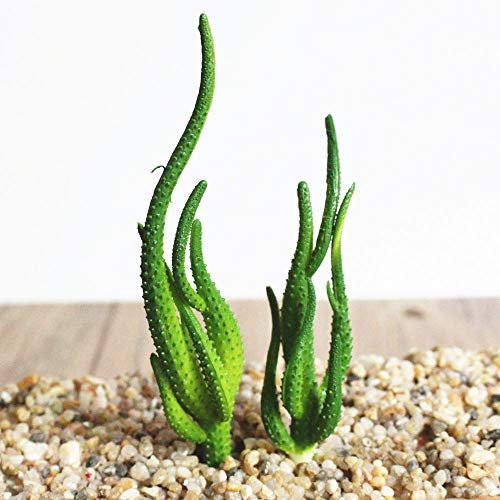 TOMHY 2019 cerámica Nuevo Negro en Maceta Artificial Verde Plantas suculentas Bonsai Falsa Conjunto de la Flor con el florero de la casa Balcón Decoración