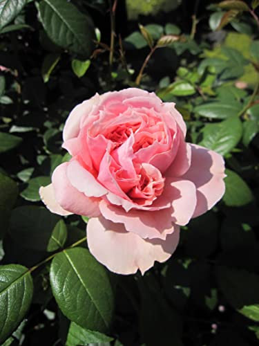Rosa Schöne Maid ® - Edelrose Schöne Maid - Tantau Rose