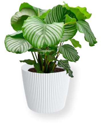 Green Me Up Set Calathea Orbifolia No. 19 im 19 cm Topf, Zimmerpflanze 70 bis 80 cm mit gestreiften Blättern, Übertopf Milly 24 cm als modernes Dekoset, luftreinigende Pflanze für Wohnzimmer & Büro