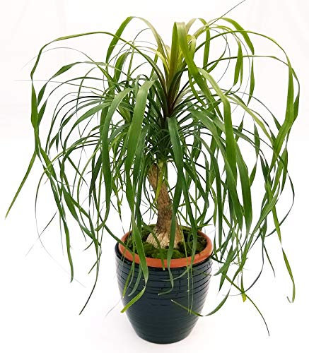 POWERS TO FLOWERS - BEAUCARNEA RECURVATA, MANGIAFUMO, IN VASO CERAMICA NERO A RIGHE, altezza 60cm, pianta vera