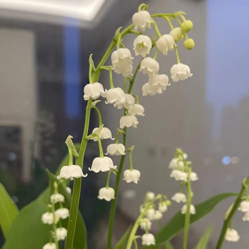 bulbos de lirio de los valles, perenne resistente, balcón, para el jardín 8pcs