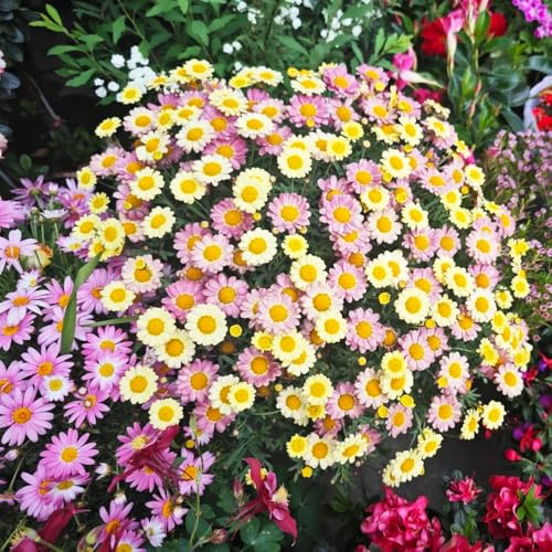 margeriten schmetterlingsflieder frühlingsblumen kräuterpflanzen blumensaat steingartenpflanzen wildblumen balkonblumen blumengarten pflanzensamen zimmerpflanzen balkon deko 900samen