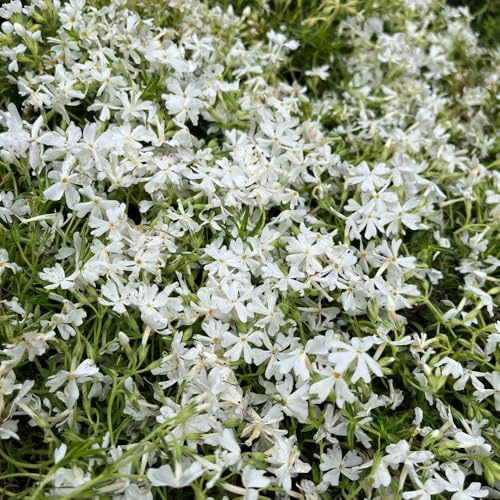 Acquista flox da tappeto da giardino phlox in vaso esterno di esotici di selvatici ornamentali per luoghi soleggiatito 800semi