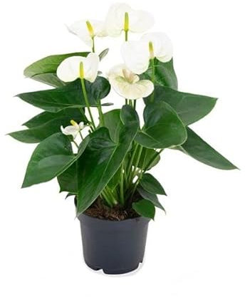 Planta de Interior Anthurium Blanco Planta Natural Anturio con Flores Blancas