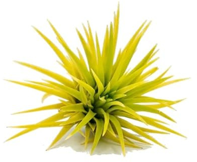 DECOALIVE Planta del Aire de Color Amarillo Tillandsia Iotha Amarilla