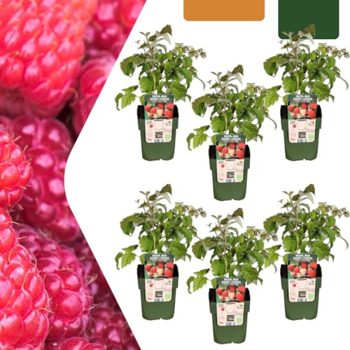 Rubus idaeus – Bio-Himbeere – Ø13cm – 20cm – 6 Pflanzen – Biologische Himbeerpflanzen – Für Garten, Balkon & Terrasse