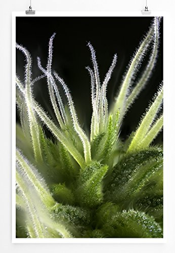Eau Zone Home Bild - Naturbilder – Detail Einer Cannabis Knospe- Poster Fotodruck in höchster Qualität