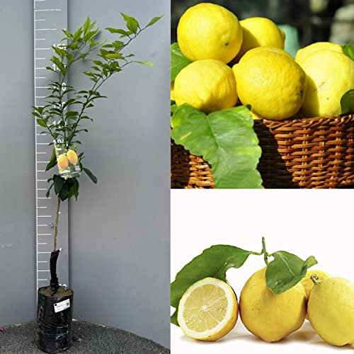 Citronnier SAVINI VIVAI, agrume, citron de Sorrente ovale en phytocelle, hauteur 100-120 cm Greffe 1 an, fabriqué en Italie