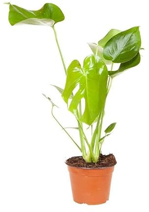 Monstera Deliciosa Natural – Planta Viva de Fácil Cuidado Perfecta para Decoración Moderna