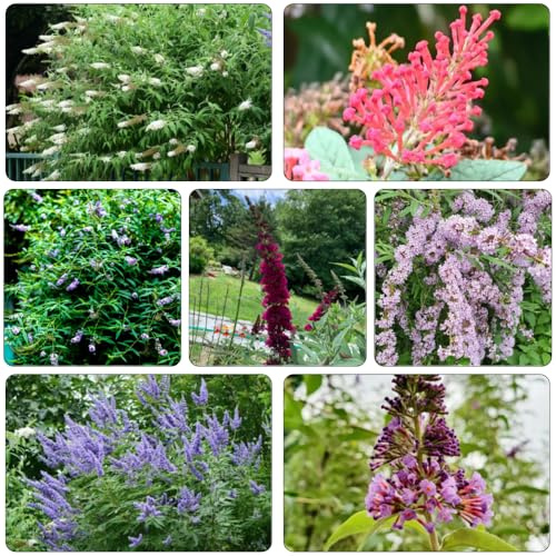 Buddleja davidii - decorazione estremamente resistente balcone primavera semi decorazione giardino 250pcs