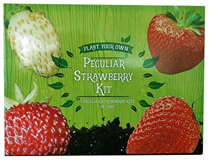 Padgett Bros Peculiar Strawberry Kit Multi 82015