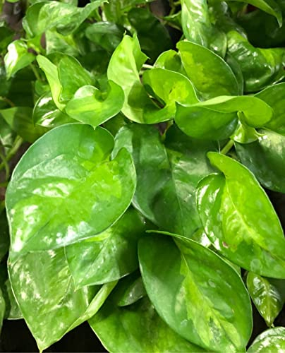 Pianta di POTHOS GLOBAL GREEN ‘Epipremnum Aureum’ - in vaso Ø 12 cm – h. 15/20 cm