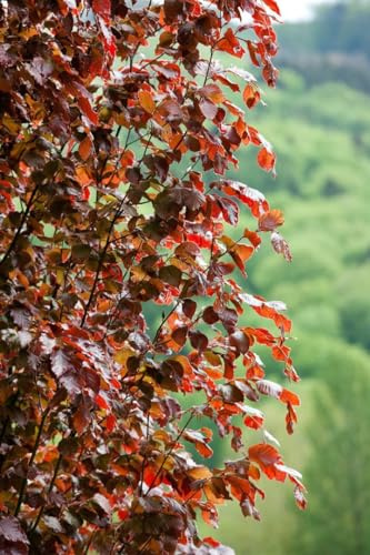 Fagus sylvatica 'Rohan Obelisk' 100-125 cm - Blutbuche, schmale Säulenform, dunkelrote Blätter, ideal für Hecken und Solitärstellung, winterhart
