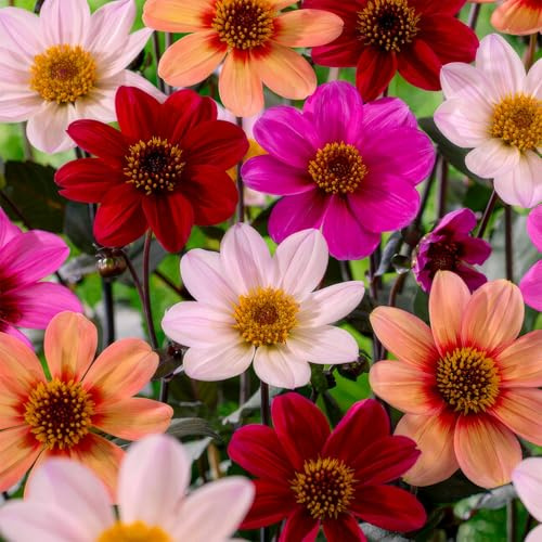 Dahlias Bulbes Happy Bee Collection - 5 Bulbes de Fleurs à Planter Exterieur - Plante Exterieur Jardin - Naturelle Plantes de Hollande (pas de graines, non artificielle)