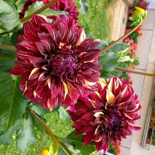 tuberi di dalia - decorazioni giardino esterni resistenti in vaso 8pcs