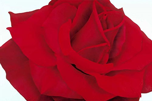 Bild auf gerollter Leinwand, Rote Rose Poelstra-Holzhaus Yvonne, horizontaler Kunstdruck, modern, trendig, rote Blume, frische Rose, Kunstdruck, 65 x 96 cm