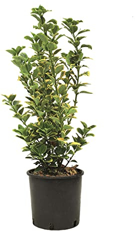 KENTIS - Euonymus Japonicus Aurea - Japanischer Spindelstrauch – Winterharte Pflanzen für Garten - Hoch 50-60 cm Topf Ø 20 cm