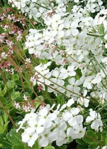 1000 Seeds of Flower - Sweet Rocket - White - Hesperis Matronalis