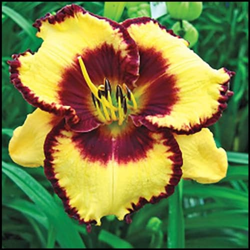 Hemerocallis bulbi,erbacee perenni,a fioritura primaverile,hemerocallis bulbi,bulbi da fiore resistenti,bulbi belli e sani,Daylily,hemerocallis(no semi,no bulbi,non artificiali)
