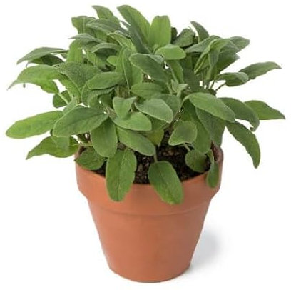 50 graines de sauge verte