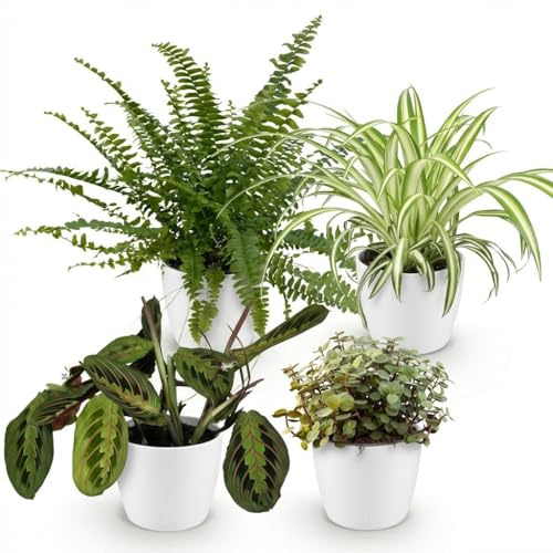 Green boutiQ - Plante d'intérieur - Chlorophytum - Maranta - Calissia - Nephrolepsis - Mix de 4 - Plantes Amicales pour Animaux - Vert - 4 Plantes - avec Potter Blanc - Pot 12cm - Hauteur 25cm