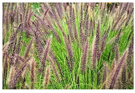 RP Seeds Pennisetum alopecuroides (Chinese Fountain Grass) - 25 Seeds