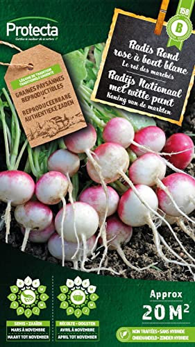 Radis Rond rose à bout blanc- Protecta Graines paysanne