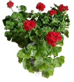 DECOALIVE Lote de 6 Plantas de Geranio Rojo Pack Geranios Rojos Naturales