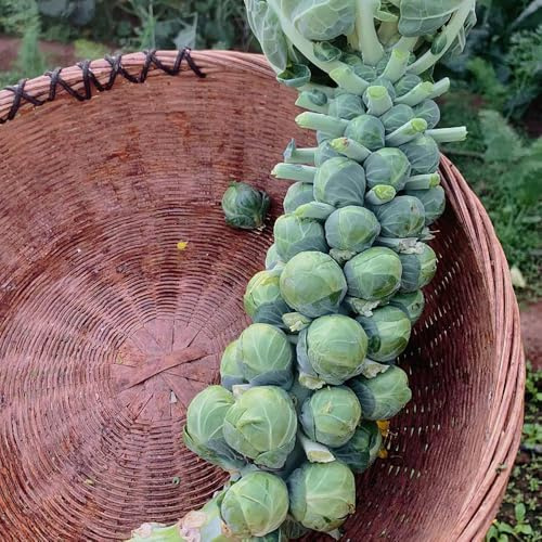 rosenkohl kaufen - balkon hochbeet, garten 150samen