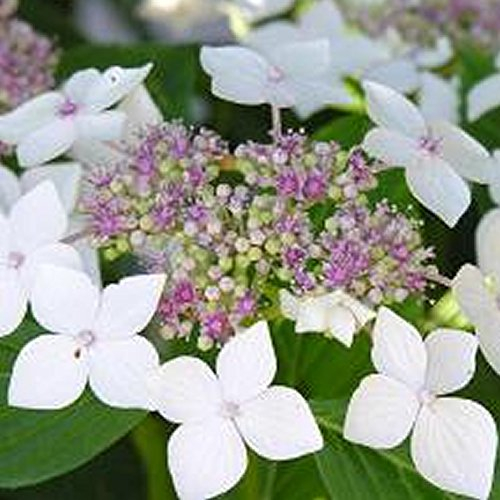 1 X HYDRANGEA MACROPHYLLA 'TELLER WHITE' LAUBABWERFENDER STRAUCH ROBUSTE PFLANZE IM TOPF
