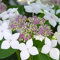 1 X HORTENSIA 'TELLER WHITE' ARBUSTE À FEUILLES CADUQUES PLANTE RUSTIQUE EN POT
