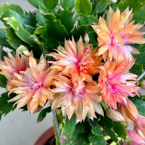 semi di Schlumbergera - vecchie varietà perenni resistenti appartamento rare 500pcs