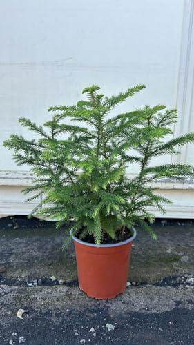 2 Stück Zimmertanne Araucaria Hawaii 50-70 cm - Exotische Zimmerpflanze - Dein grüner Blickfang im Wohnzimmer