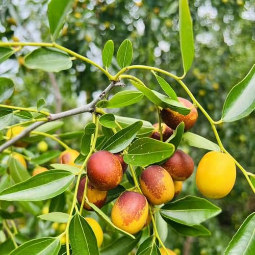 azufaifo setos decoración de sala estar pastilla resistentes jardín Cultivo verdes, interior Balcón exótico a prueba invierno 70semillas