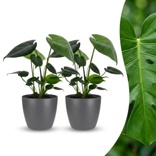 Monstera Deliciosa - Plante à trous - 2 plants - avec pot gris - 30cm - Ø12cm