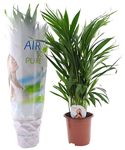 Plant in a Box - Dypsis Lutescens - Areca Goldfruchtpalme - Grüne Zimmerpflanze - Topf 17cm - Höhe 60-70cm