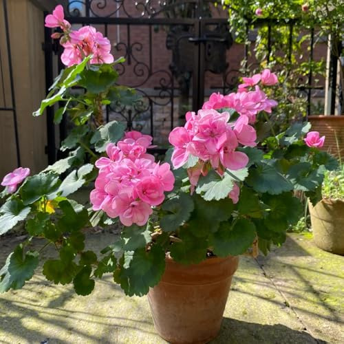 semi di geranio pendenti resistenti all'esterno da giardino, balcone, decorazione soggiorno da giardino roccioso resistenti 20pcs