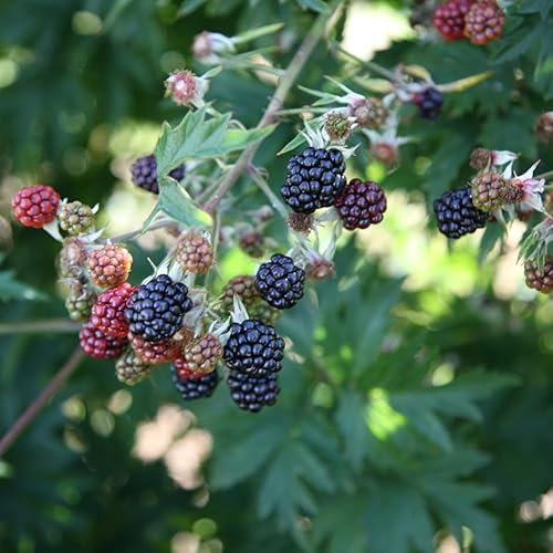 Plant Theory BlackBerry Oregon Thornless Fruit Bush Rubus Fruiting Berry Shrub Plant 3L Pot