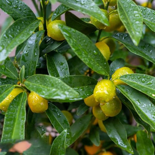 kumquat exotische zimmerpflanzen säulenobst spalierobst zwergobstbäume obstsamen baumsamen balkongarten bonsai topf obstbaum büropflanzen steingartenpflanzen topfpflanzen draußen 350samen